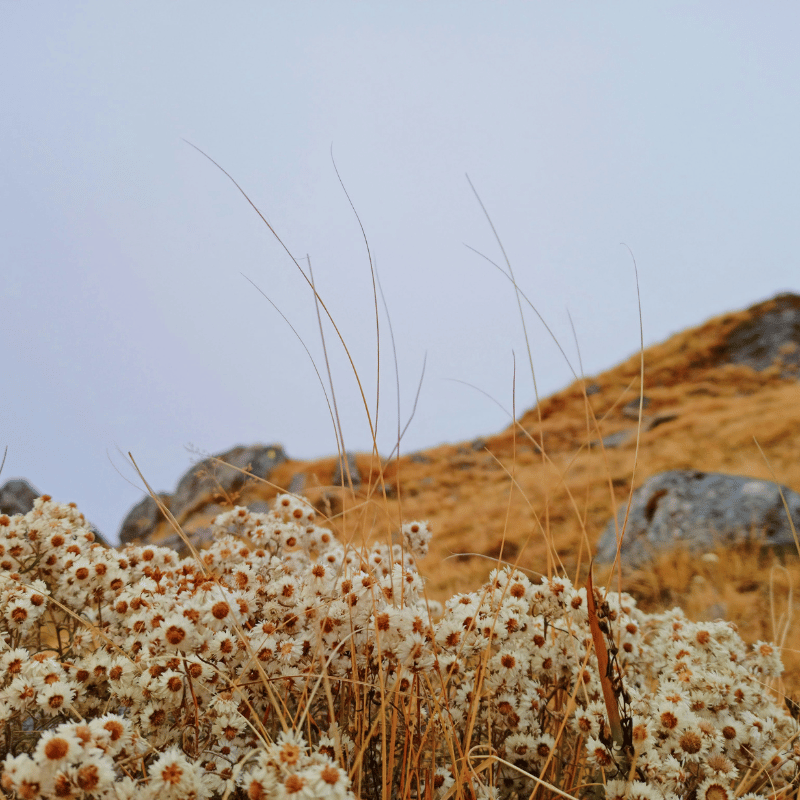 Uttarakhand (19)